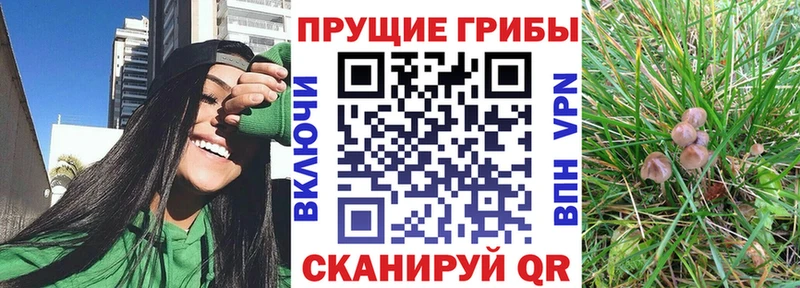 Псилоцибиновые грибы GOLDEN TEACHER  Багратионовск 